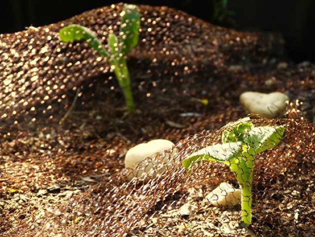 A piece of copper mesh covering on seedlings to prevent snails and slugs