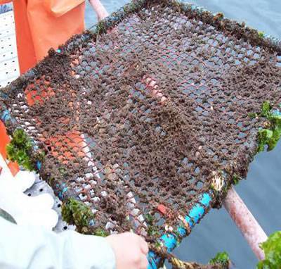 Traditional polymer fish cage get clogged after a period of time.