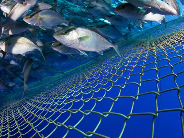 Copper alloy aquaculture mesh as a fence around the fish