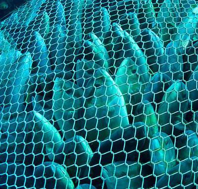 There is no any fouling on the BD06 chain link copper alloy aquaculture mesh.