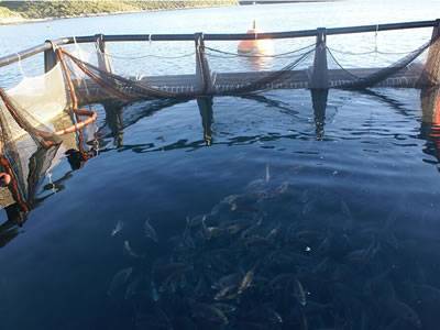 Many fish are in a copper mesh cage under the water.