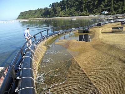 Workers are installing the copper alloy mesh as fish cage in the water.