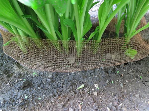 A piece of knitted stuf fit copper mesh is surrounding the vegetables in the garden.