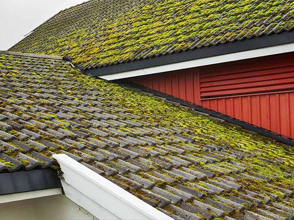 Moss growing on the roof