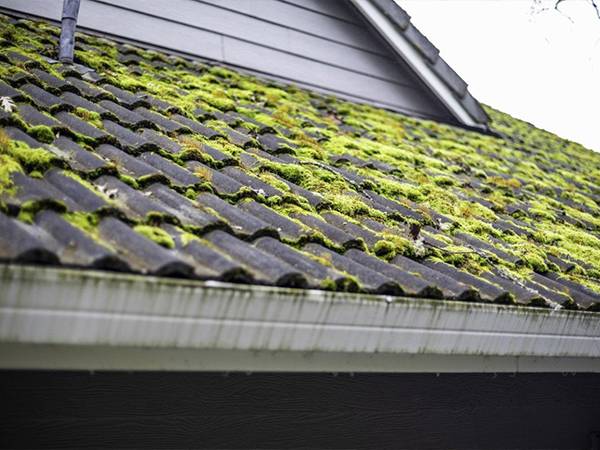 Moss growing on the roof tiles