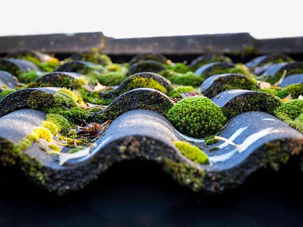 Roof tiles are covered with moss.